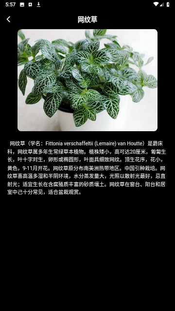 网纹草正版