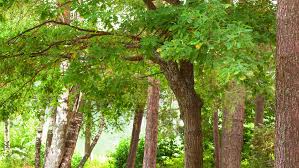 支付宝春季花粉过敏人群应避免接触的植物(2021支付宝春节花花卡)