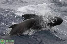领航鲸为什么能领航(领航鲸为什么叫领航鲸)
